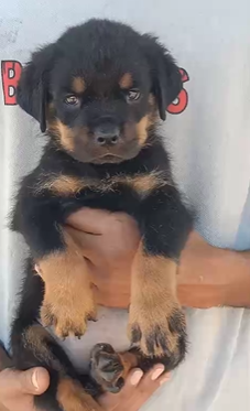 Purchase KCI Registered Rottweiler Puppy from Ahmedabad